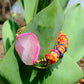Colorful beaded bracelet with a pink stone on a green leaf